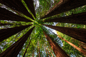 Bright green foliage creates  circle pattern of coastal redwood trees .