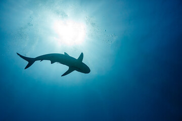 silhouette of Reef shark Carcharhinus amblyrhynchos