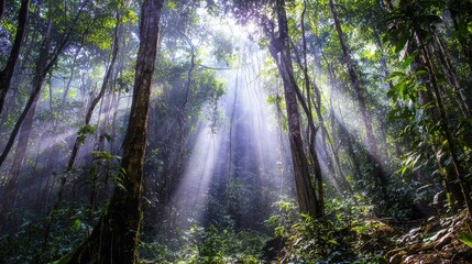 Fototapeta premium Dense rainforest with sunlight streaming through tall trees and mist rising from ground, lush green vegetation symbolizing natural beauty and environmental conservation