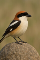 Giant Shrike Bird Perched on Rock in Nature