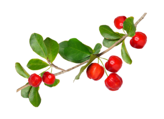 fresh acerola cherries on a branch with green leaves
