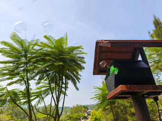 Soap bubbles floating near green trees under clear sky