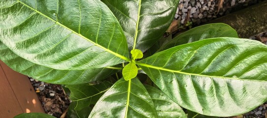 Close-up of vibrant green leaves with prominent veins, showcasing natural beauty.
