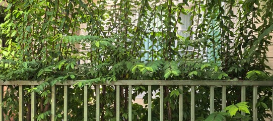Green foliage over a metal fence
