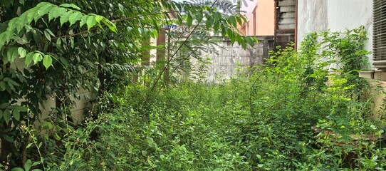 Overgrown backyard with lush greenery and a weathered wall. © Thanakrit