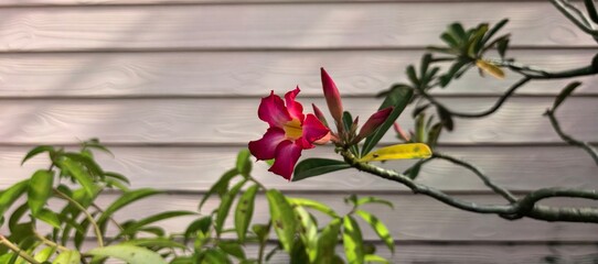 Close-up of a vibrant pink desert rose flower in bloom.