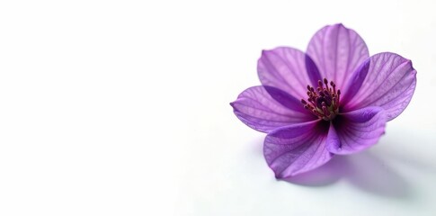 Fototapeta premium Intricate purple bloom, fine details, stark white backdrop , blossom, isolated