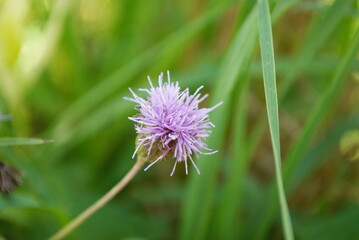 closeup purple thistle wildflower