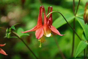 closeup wild columbine flower