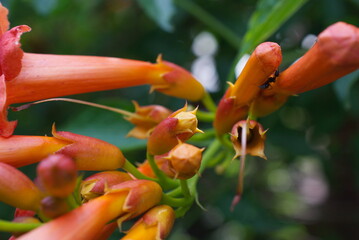 closeup trumpet vine flowers