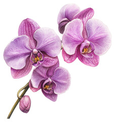 Obraz premium Elegant purple orchids in bloom nature floral photography garden