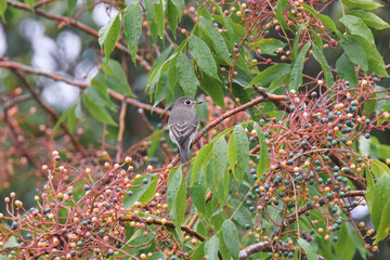 Chinese pistache fruit which is very popular with wild birds ,especially summer birds