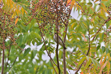 Chinese pistache fruit which is very popular with wild birds ,especially summer birds