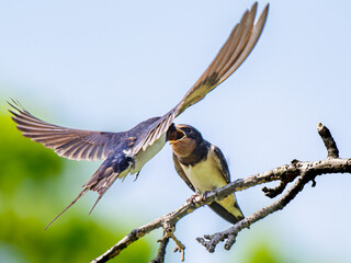 枝にとまって餌をもらうツバメ