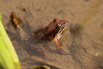 水田に現れた【ニホンアカガエル】