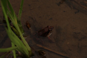 水田に現れた【ニホンアカガエル】