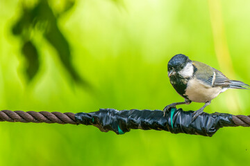 ロープにとまるシジュウカラ