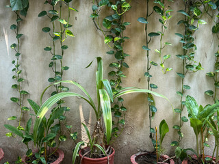 A wall covered in green vines and plants, including a few potted plants