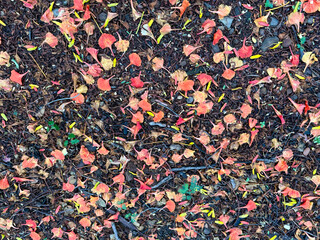 A close up of a pile of leaves on the ground