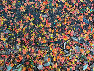 A pile of leaves on the ground with a few brown leaves