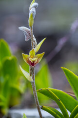 close up Shaggy Petaled 