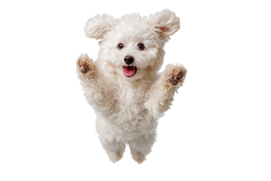 Happy white dog in mid-air, paws up