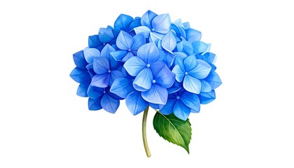 Vibrant blue hydrangea blossom close-up
