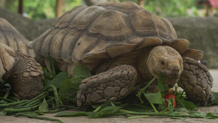 Closeup of tortoises feeding on leafy greens and tomatoes, exotic reptiles enjoying healthy vegetarian meal in wildlife habitat