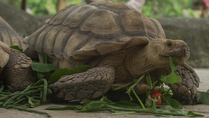 Closeup of tortoises feeding on leafy greens and tomatoes, exotic reptiles enjoying healthy vegetarian meal in wildlife habitat