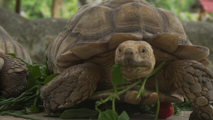 Closeup of tortoises feeding on leafy greens and tomatoes, exotic reptiles enjoying healthy vegetarian meal in wildlife habitat