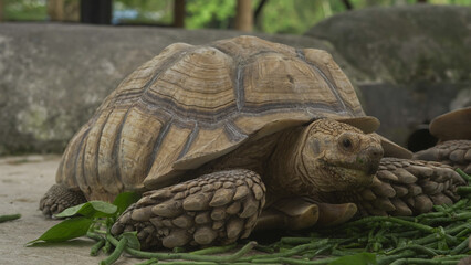 Closeup of tortoises feeding on leafy greens and tomatoes, exotic reptiles enjoying healthy vegetarian meal in wildlife habitat