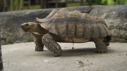 Closeup of tortoises feeding on leafy greens and tomatoes, exotic reptiles enjoying healthy vegetarian meal in wildlife habitat