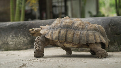 Closeup of tortoises feeding on leafy greens and tomatoes, exotic reptiles enjoying healthy vegetarian meal in wildlife habitat