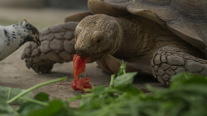 Closeup of tortoises feeding on leafy greens and tomatoes, exotic reptiles enjoying healthy vegetarian meal in wildlife habitat