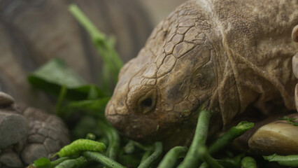 Closeup of tortoises feeding on leafy greens and tomatoes, exotic reptiles enjoying healthy vegetarian meal in wildlife habitat