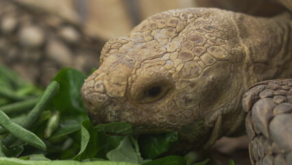 Closeup of tortoises feeding on leafy greens and tomatoes, exotic reptiles enjoying healthy vegetarian meal in wildlife habitat