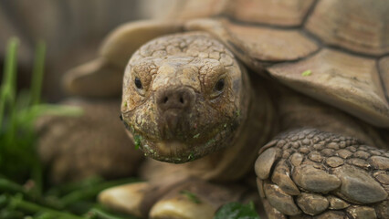 Closeup of tortoises feeding on leafy greens and tomatoes, exotic reptiles enjoying healthy vegetarian meal in wildlife habitat