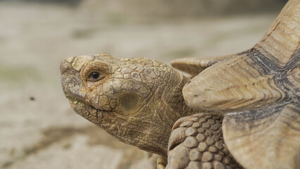 Closeup of tortoises feeding on leafy greens and tomatoes, exotic reptiles enjoying healthy vegetarian meal in wildlife habitat