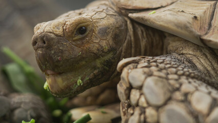 Closeup of tortoises feeding on leafy greens and tomatoes, exotic reptiles enjoying healthy vegetarian meal in wildlife habitat