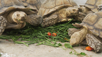 Closeup of tortoises feeding on leafy greens and tomatoes, exotic reptiles enjoying healthy vegetarian meal in wildlife habitat