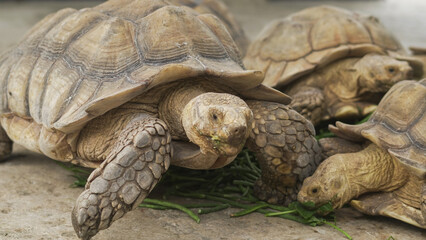 Closeup of tortoises feeding on leafy greens and tomatoes, exotic reptiles enjoying healthy vegetarian meal in wildlife habitat