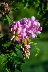 Pink flowers of the New Mexico Locust Tree blooming on the north rim Grand Canyon National Park, Arizona
