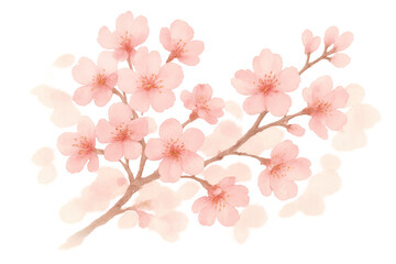 Obraz premium Pink sakura cherry blossom flowers on branch in watercolor style, transparent background, spring nature illustration