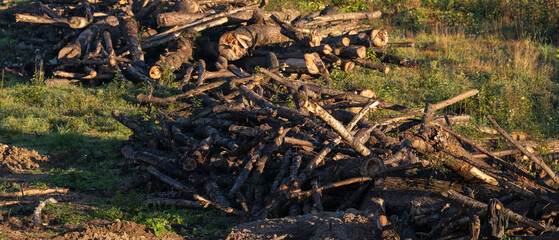 Cut logs and tree branches stacked on the ground in a grassy area, photographed in warm evening sunlight.