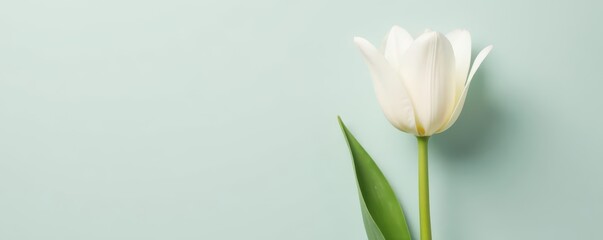 Solitary white tulip, pristine backdrop, delicate petals , image, delicate, photography