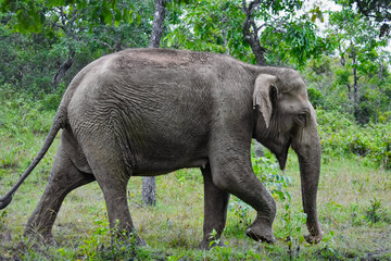 Fototapeta premium Magnificent Indian Elephant at Bandipur National Park, Karnataka