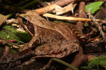 Macro shot of Japanese frog species in the wild【野生のニホンアカガエルのマクロ写真】