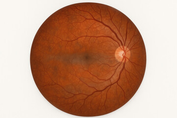 Medical Illustration of a Human Retina