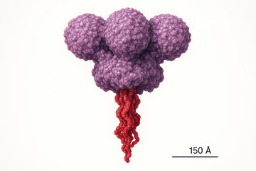 Molecular structure of a biological component