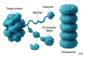 Molecular Structure of PROTACs and Proteasome